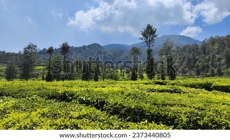 Beautiful tea garden rows scene isolated with blue sky and cloud surrounded by hills in Bandung, Indonesia. Design concept for the tea product background or wallpaper