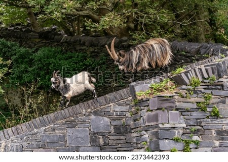 Kashmir Goats around the old disused slate quarry of dinorwic , north Wales Royalty-Free Stock Photo #2373442393