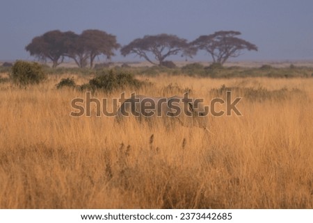 Savana elephant in Amboseli Kenya Royalty-Free Stock Photo #2373442685