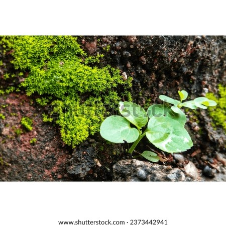small plant making its way through rocks in rainy weather