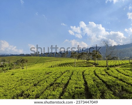 Beautiful tea garden rows scene isolated with blue sky and cloud surrounded by hills in Bandung, Indonesia. Design concept for the tea product background or wallpaper