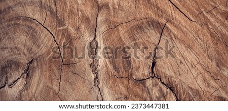 light brown white textured tree trunk with veined inner surface Royalty-Free Stock Photo #2373447381