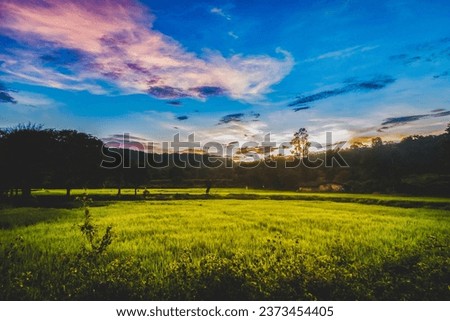 Sunset over beautiful rice field with dramatic clouds and sky at Maharashtra, India.