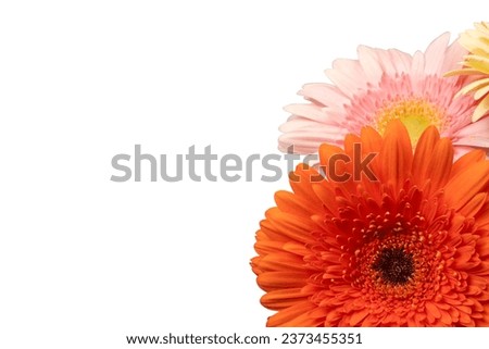 Bouquet of colorful gerbera flowers isolated on a white background. 