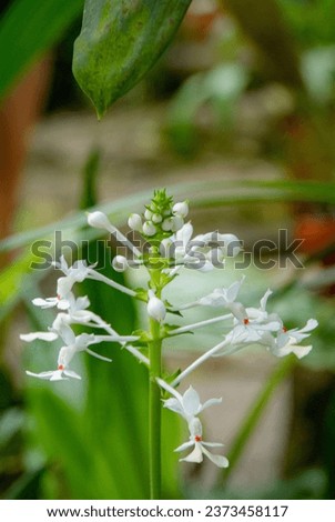 Isolation of Phaius tankervilleae (Swamp Orchid) flower petals. 