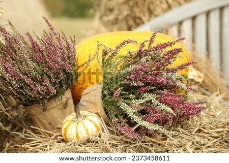Beautiful heather flowers in pots and pumpkins on hay outdoors