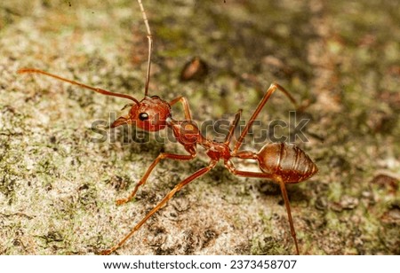 Asian weaverFire ant is active in a tree.