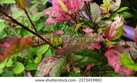 Hibiscus rosa-sinensis L. 'Cooperi'. Red and white variegated leaves. Red variegated leaves are reddish-green throughout. The white variegated leaves have a light green tint. colorful leaf background Royalty-Free Stock Photo #2373459883