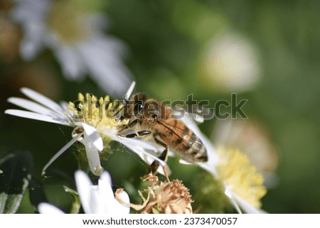 The pictures depict bees up close, and such images require a lot of patience.