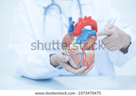 Cardiologist showing anatomy model human heart on white background.Cardiology consultation, treatment of heart disease.Doctor explain to patient for heart attacks and medical treatment. Royalty-Free Stock Photo #2373470475