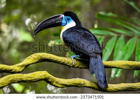 The channel-billed toucan (Ramphastos vitellinus) perched on branch.
