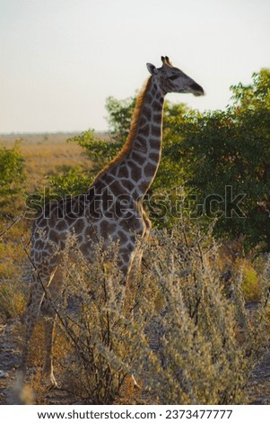 Giraffes in African territory !