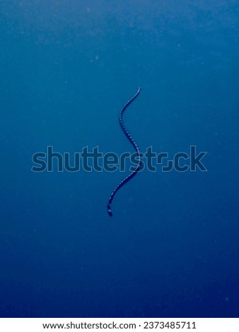 The black-banded sea krait (Laticauda semifasciata), Chinese sea snake, erabu. A sea snake swims to the surface of the sea in the water column.