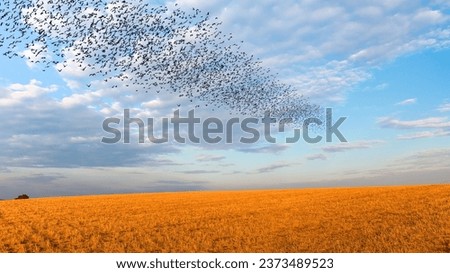 Silhouette of birds flying over wheat field at sunset Royalty-Free Stock Photo #2373489523