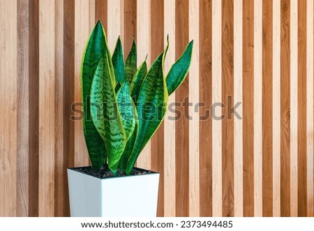 Large pot with green sansevieria leaves on wooden wall. Nice screen saver background.