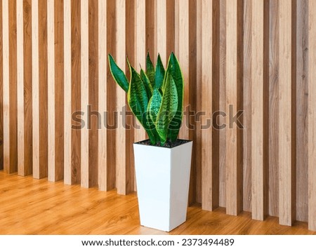 Sansevieria plant. Large white pot with green leaves in hall on floor. Landscaping of premises.