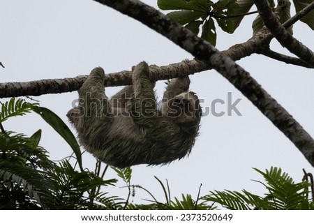 A cute tree-toed sloth hanging from a tree branch captured in its natural habitat