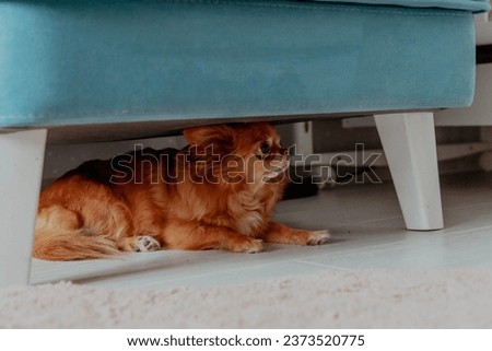 Ginger little dog chihuahua under the chair is afraid. High quality photo