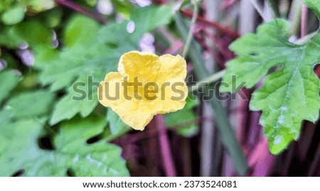 a yellow flower in the garden.