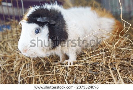 a guinea pig is pictured in a cage.