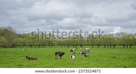 Spring meadow with cows and willow trees undery grey rainclouds in the flemish countryside Royalty-Free Stock Photo #2373524871
