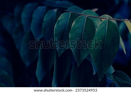 closeup of leaf, dark blue color toned