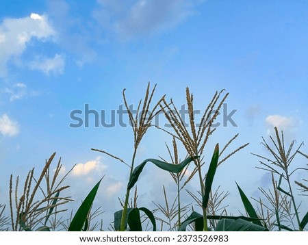 Blooming Corn Flowers are growing in field. Green Corn field in South Punjab Pakistan. Stalk natural green leaves. Corn plants field against cloudy blue sky. Agricultural concept background. Landscape