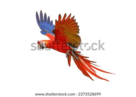 Colorful flying parrot isolated on white background. Royalty-Free Stock Photo #2373528699
