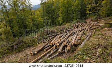 The tactile appeal of freshly cut wood. A harsh reminder of the illegal logging that plagues the Ukrainian Carpathians in the context of the Russian-Ukrainian conflict. Royalty-Free Stock Photo #2373540315
