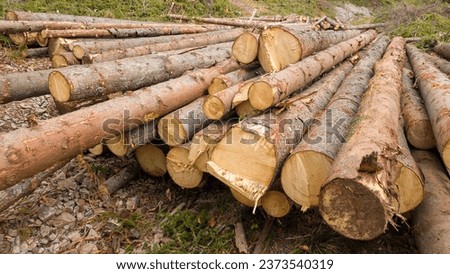 The tactile appeal of freshly cut wood. A harsh reminder of the illegal logging that plagues the Ukrainian Carpathians in the context of the Russian-Ukrainian conflict. Royalty-Free Stock Photo #2373540319