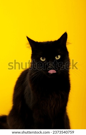 A beautiful black cat is licking his lips appetitively. A black cat on a yellow background. Advertising of cat food, balanced cat food, pet care. Top view
