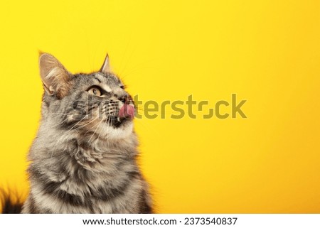 A beautiful black cat is licking his lips appetitively. A grey cat on a yellow background. Advertising of cat food, balanced cat food, pet care. Top view