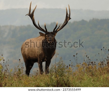 Big Bull Elk Rutting Rut Bugle Autumn Fall Rocky Mountain Royalty-Free Stock Photo #2373555499