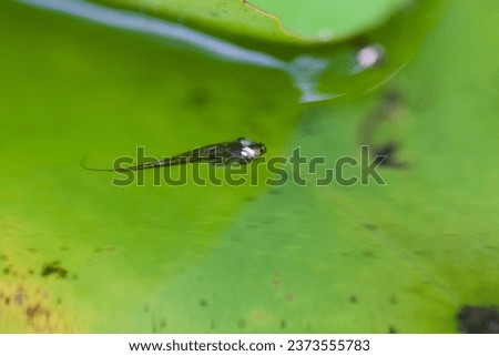 Tadpole close up on pond 