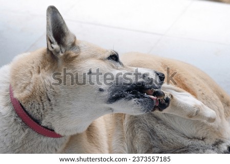 Dogs lick, gnaw, sheep, scratch due to itching. from fungi, bacteria, yeast, along the crotch area of the toes Sometimes they even put it in their mouth. may cause various pathogens ingest Royalty-Free Stock Photo #2373557185