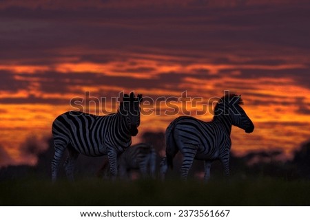 Wildlife, zebra sunset. Orange red evening twilight sky on the meadow field with zebra, Okavago delta, Botswana in Africa. Sunset in the nature, widlife in Botswana. Africa Travel.