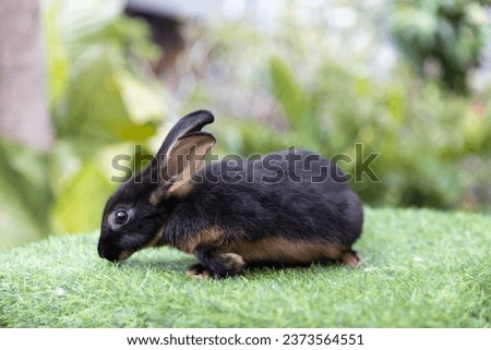 Adorable Rabbit standing on grass with blur foreground and blur background Rabbit which have black and brown color.
Side bunny photo