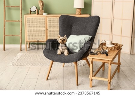 Cute small Yorkshire terrier dog sitting on armchair in living room Royalty-Free Stock Photo #2373567145