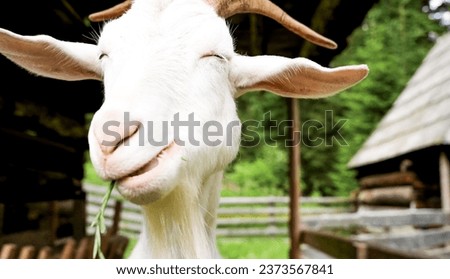 Beautiful picture of smiling goat