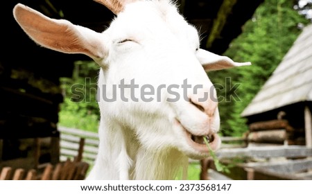 
Beautiful picture of smiling goat