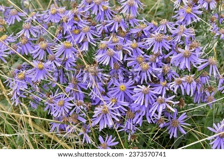 Blooming European Michaelmas-daisy
(Aster amellus) Royalty-Free Stock Photo #2373570741