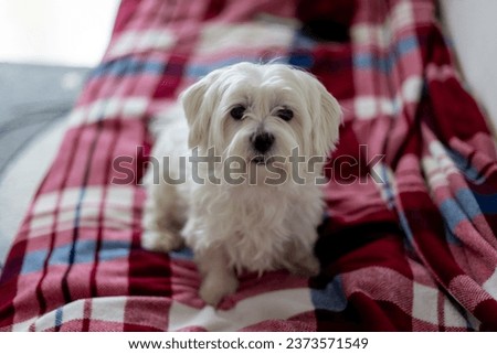Cute white puppy, Maltese dog breed, sitting at home, happy and healthy pet dog