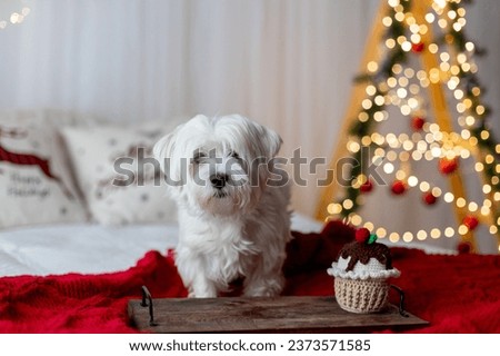 Cute white puppy, Maltese dog breed, sitting at homeat Christmas, happy and healthy dog in christmas decorated room