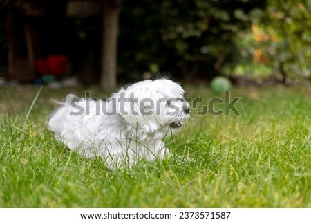 Cute white puppy, Maltese dog breed, running in garden, happy and healthy pet dog