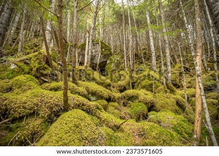 Yatsugatake Mountain Range Beautiful moss forest