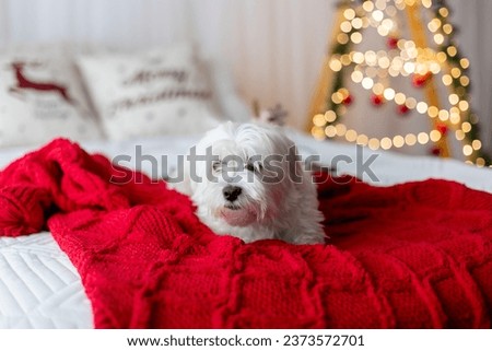 Cute white puppy, Maltese dog breed, sitting at homeat Christmas, happy and healthy dog in christmas decorated room
