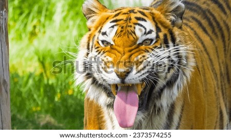 Close-up of a ferocious tiger Royalty-Free Stock Photo #2373574255