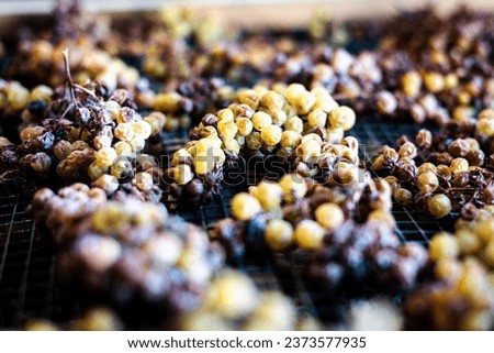 Grapes lay on their trellises of the precious Moscato of Monferrato, in Piemonte, Italy, slowly withering to become a gold and sweet Passito. Royalty-Free Stock Photo #2373577935