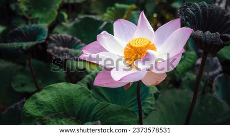 Close-up of the beautiful pink Indian lotus Pollen flower in blooming, pink waterlily or lotus flower in pond Royalty-Free Stock Photo #2373578531