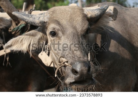 Close up picture og buffalo head with his horn in rice field while ploughing the field